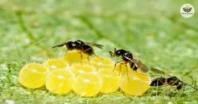 controle biológico e manejo de pragas na agricultura sustentável