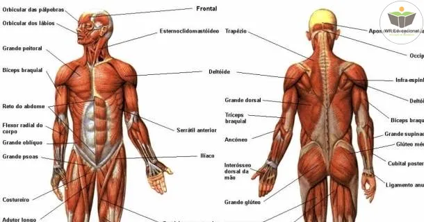 Curso Noções Básicas à Anatomia dos Sistemas